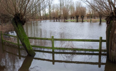 Overstroomd landschap met een hek en knoestige bomen om een meer. Winterse sfeer.