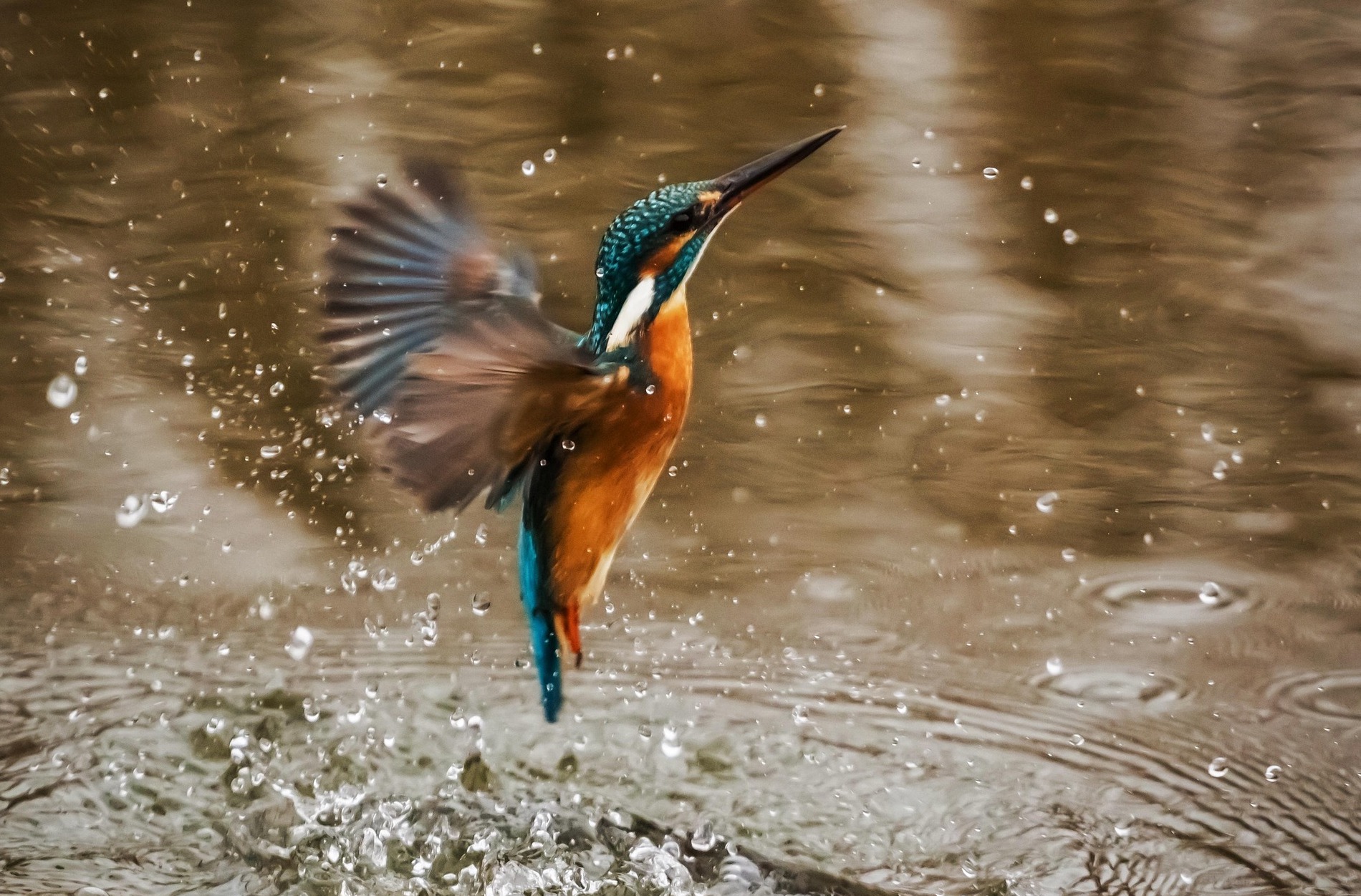 IJsvogel vliegt omhoog uit het water, omgeven door opspattende druppels.