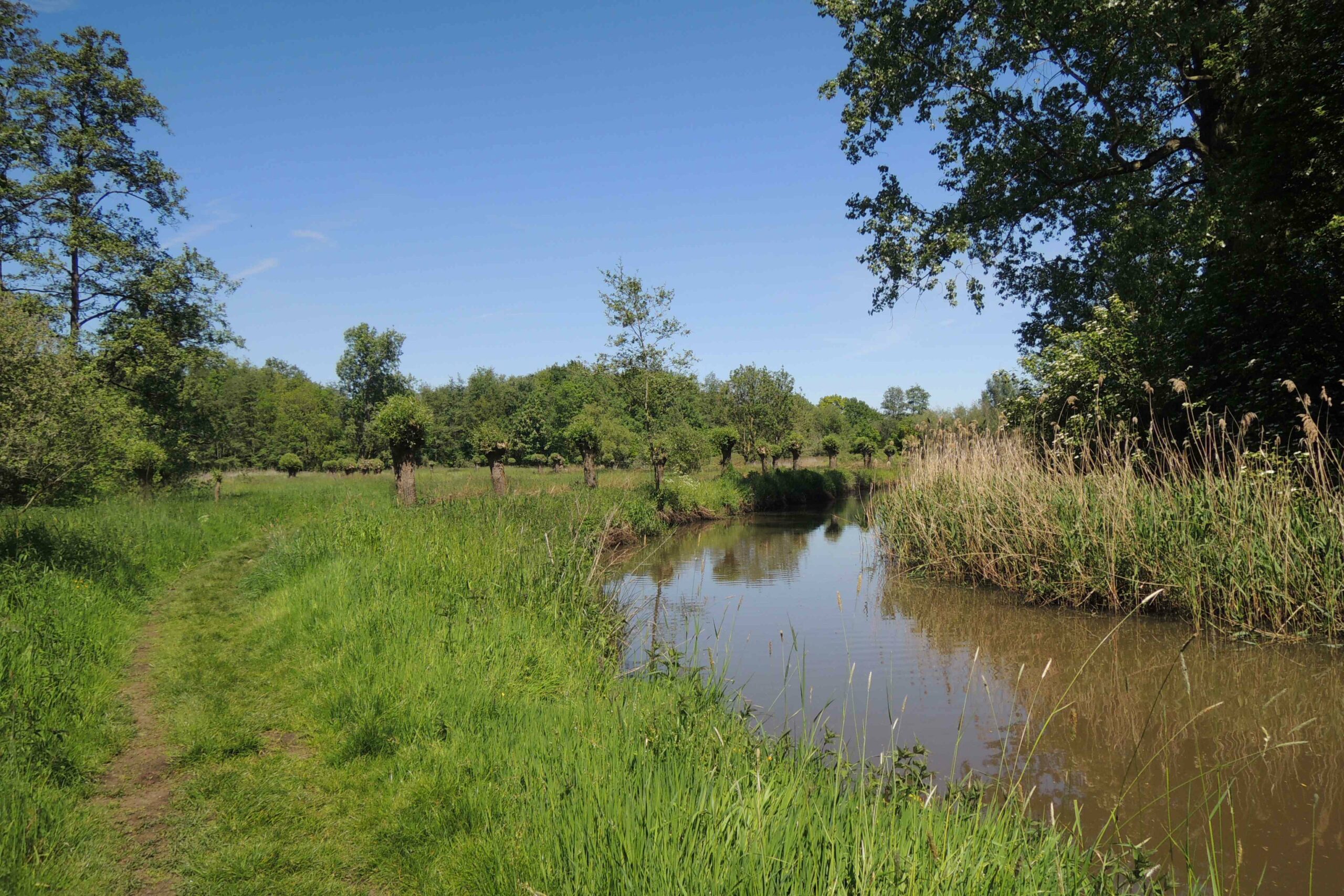 Een groen wandelpad naast een smalle sloot omgeven door bomen en gras onder een heldere blauwe lucht.