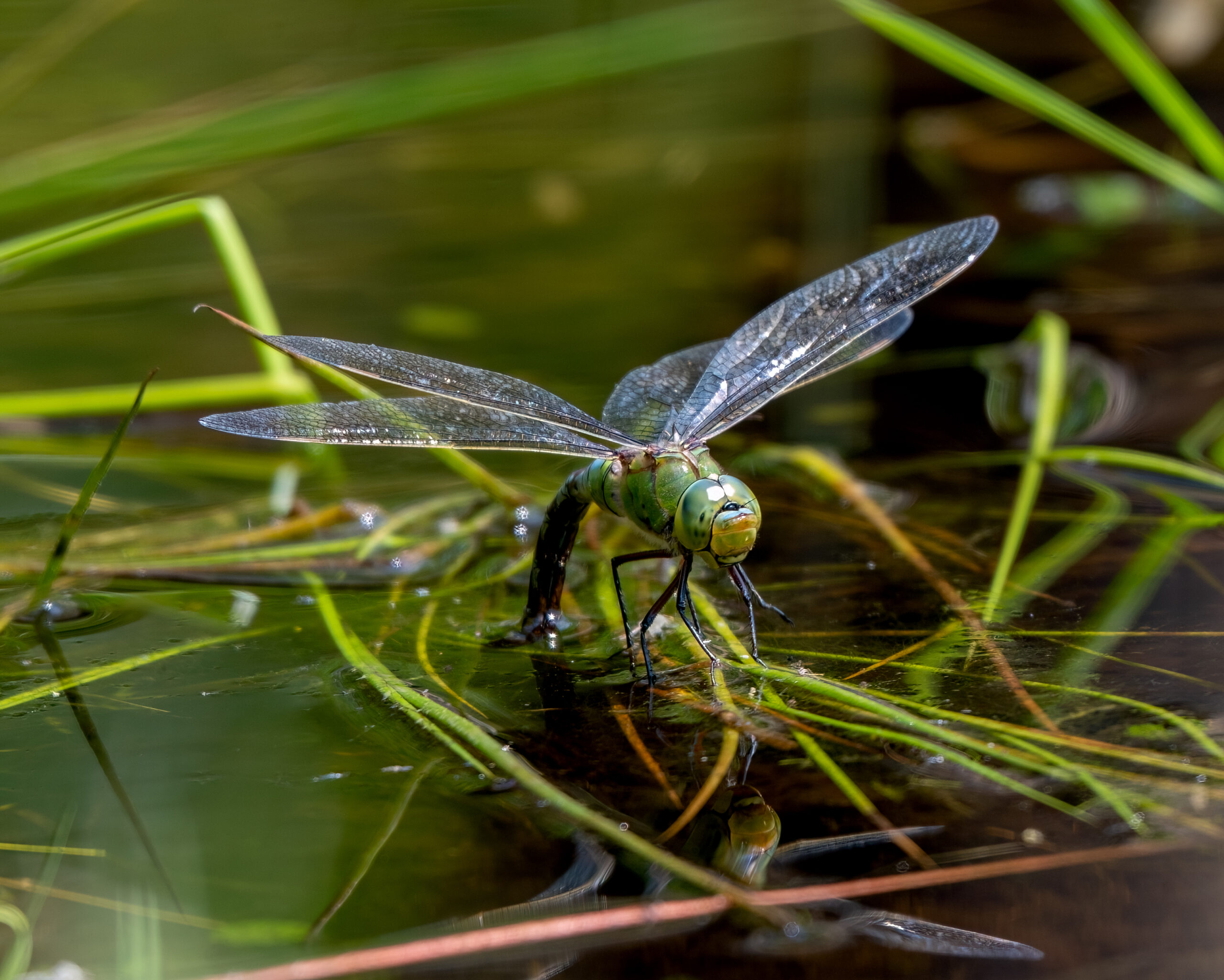 Grote groene libel rust met gespreide vleugels op wateroppervlak tussen gras.