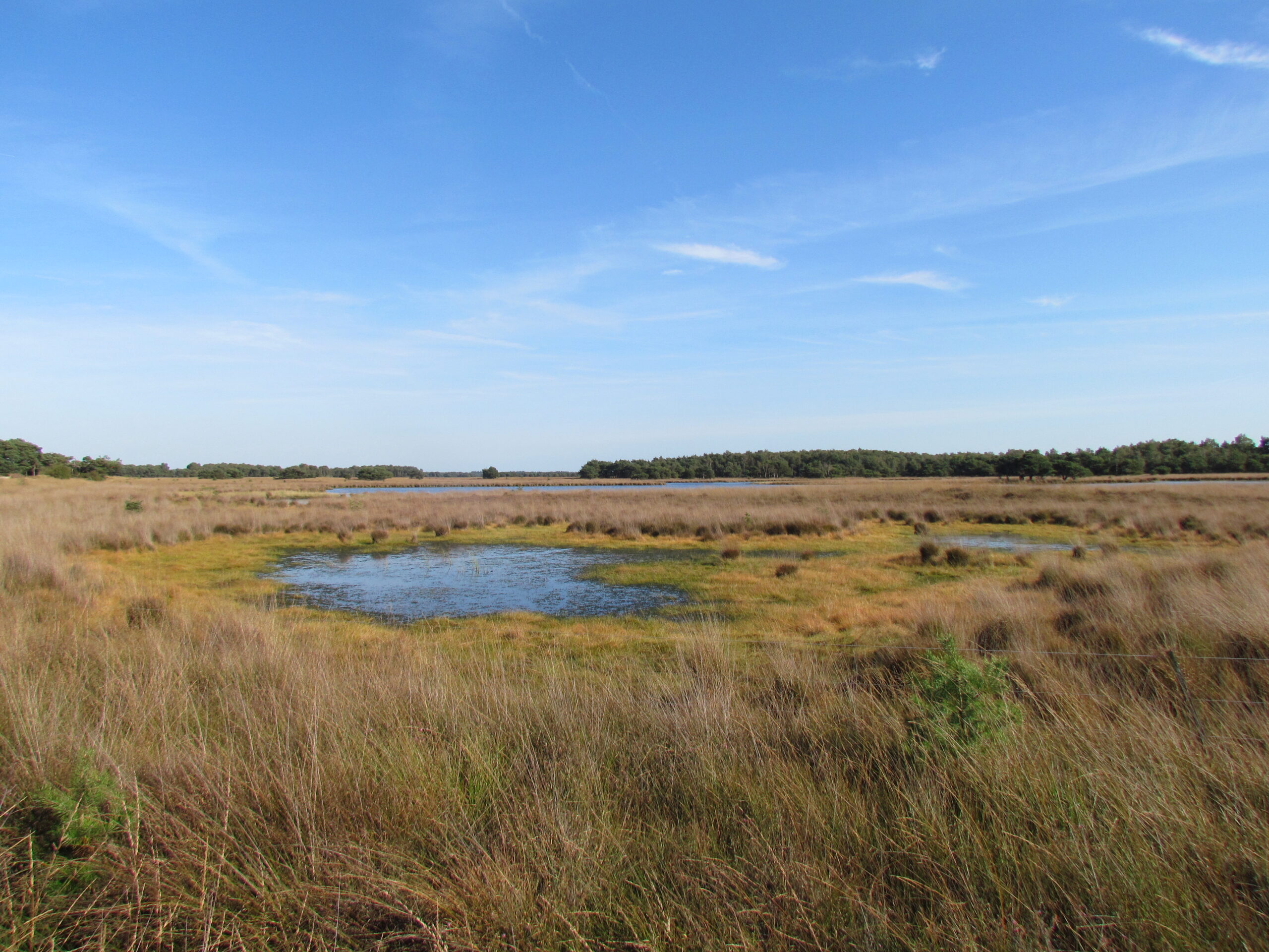 Moerasachtig veld met een kleine waterplas, omgeven door grasland en bos aan de horizon onder een blauwe lucht.