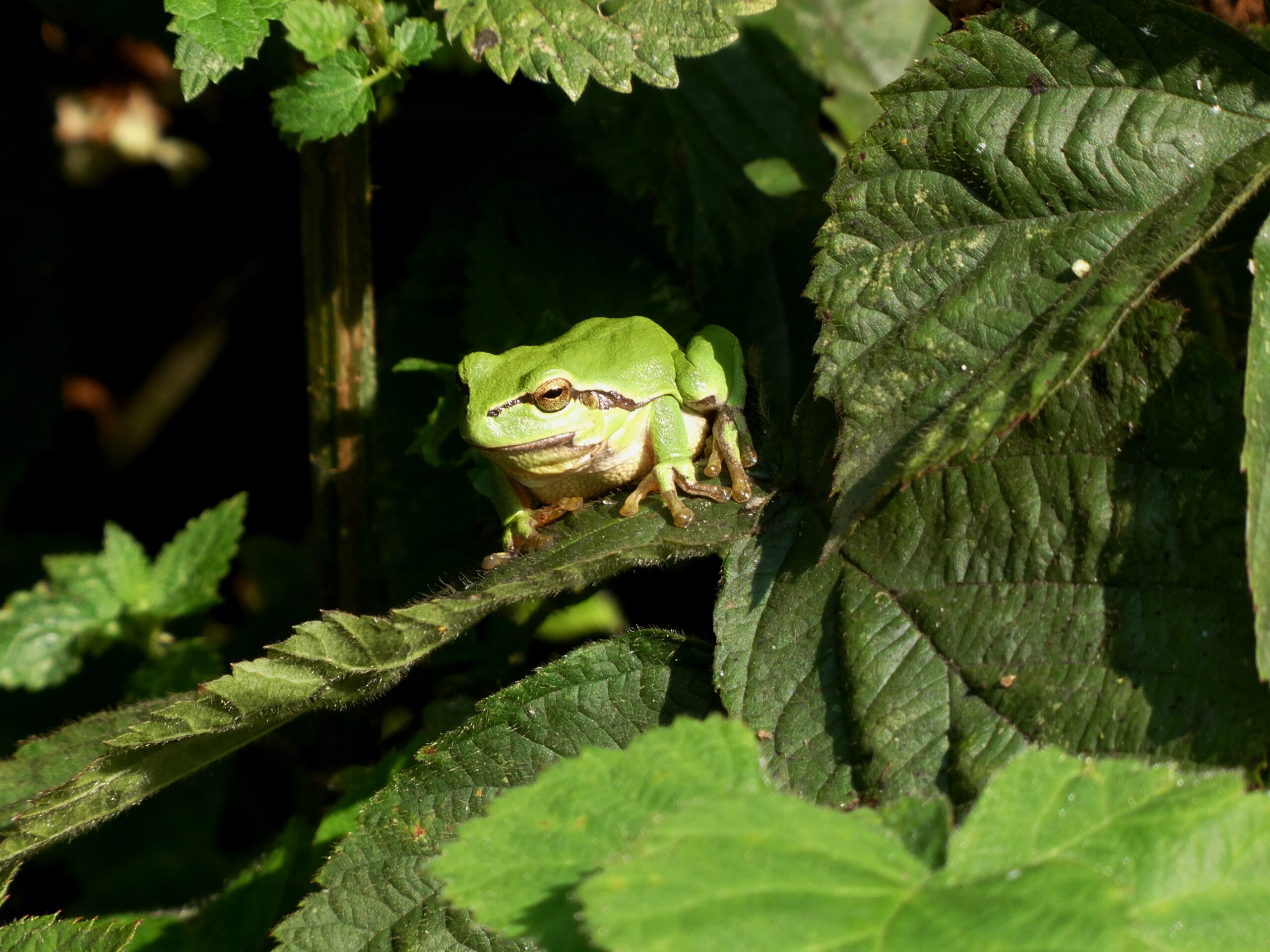 Groene kikker zit op een blad, omgeven door weelderige groene bladeren.