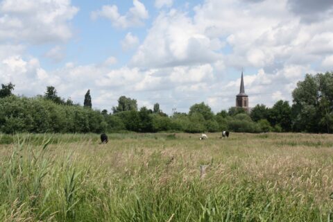 Weiland met koeien en een kerktoren in de verte, onder een bewolkte blauwe hemel.