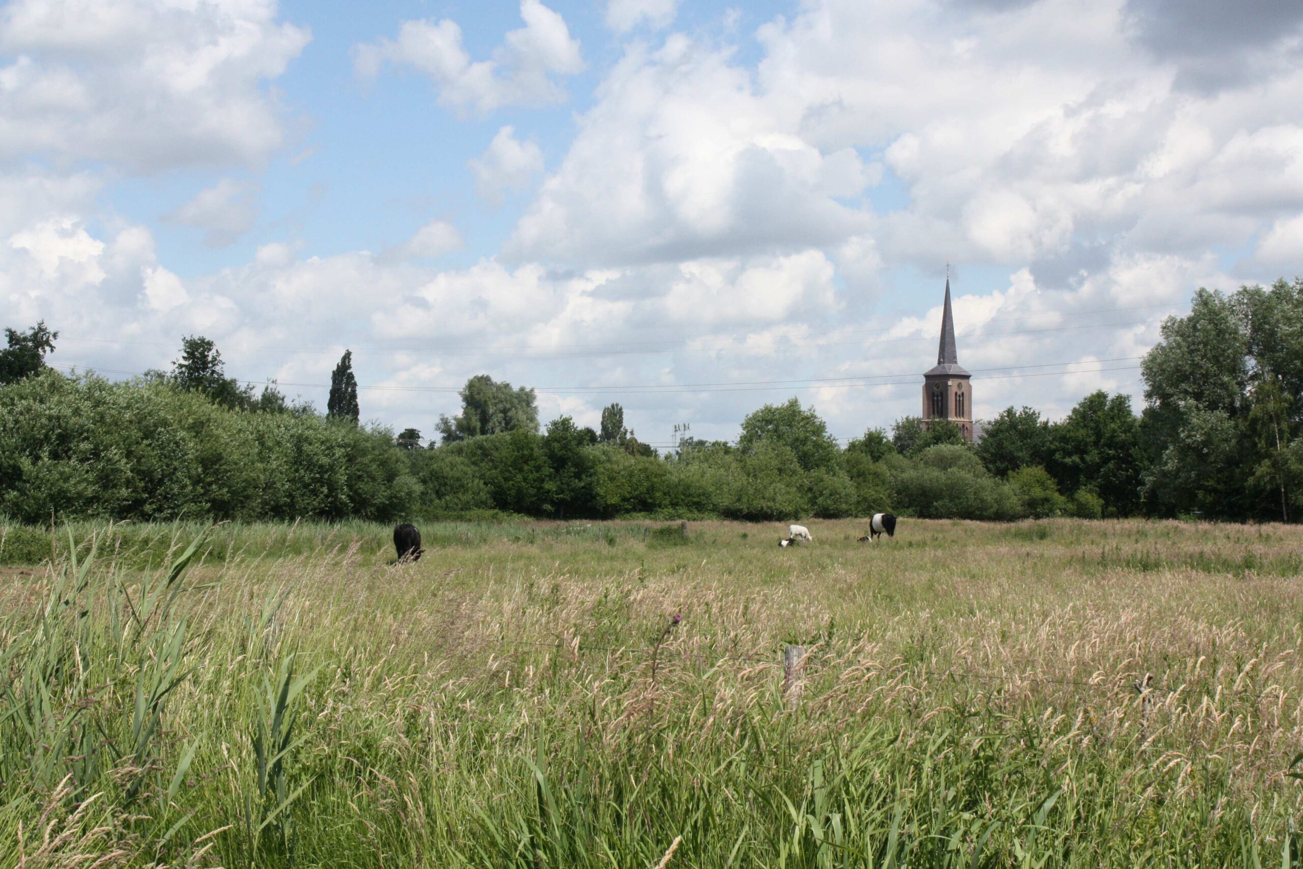 Weiland met koeien en een kerktoren in de verte, onder een bewolkte blauwe hemel.