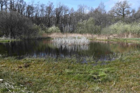 Vijver met riet en gras, omringd door kale bomen en begroeiing onder een blauwe hemel.