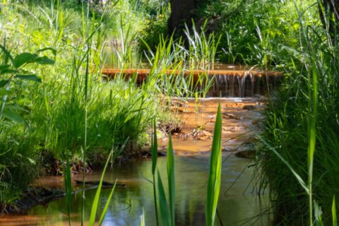 Een kleine, serene beek stroomt door weelderig groen.