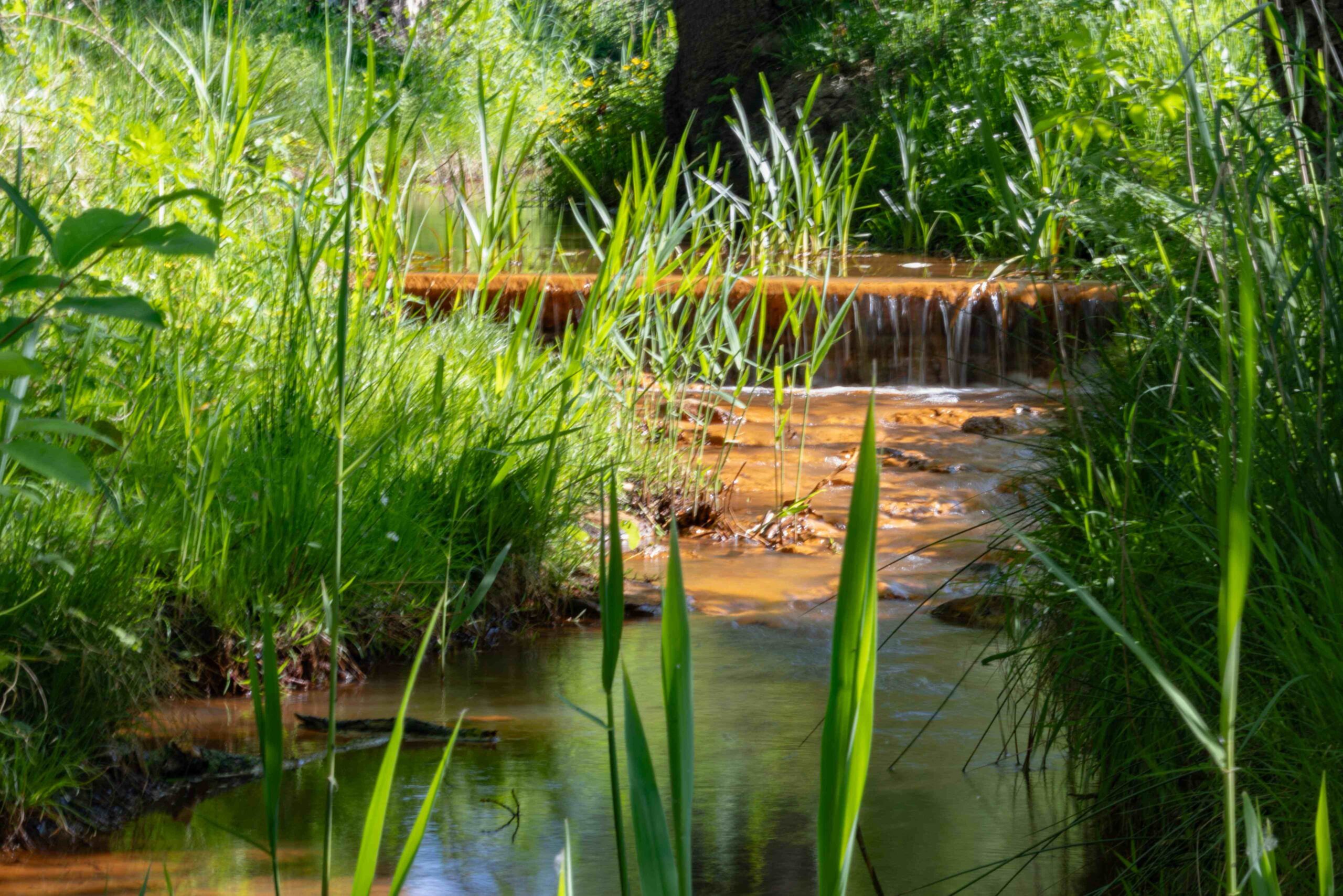 Een kleine, serene beek stroomt door weelderig groen.