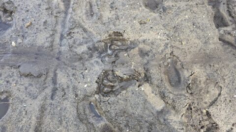 Modderige grond met voetafdrukken en waterplassen.