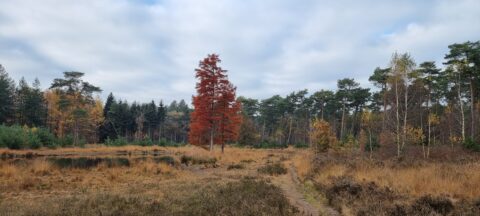 Boslandschap met een opvallende roodachtige boom en een pad langs het gras, onder een bewolkte hemel.