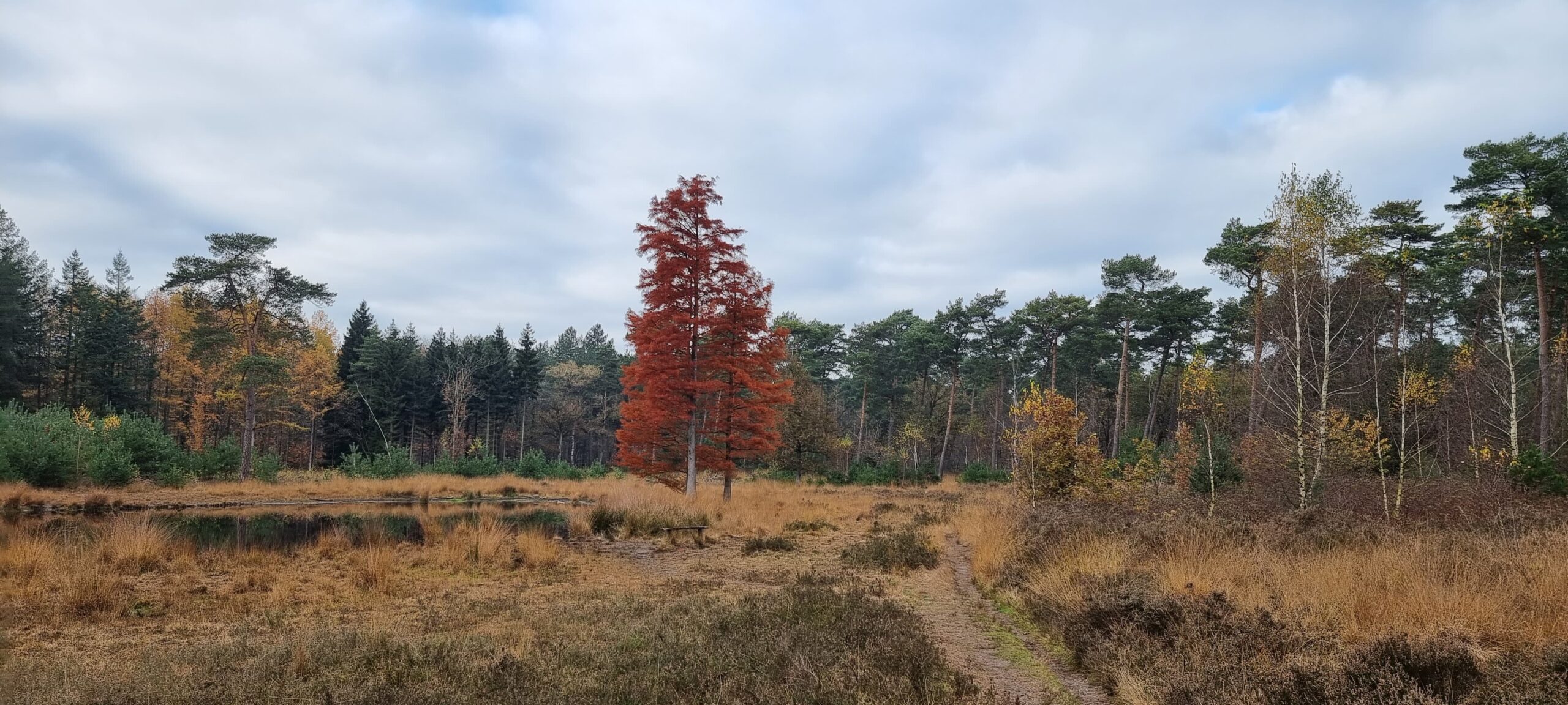 Boslandschap met een opvallende roodachtige boom en een pad langs het gras, onder een bewolkte hemel.