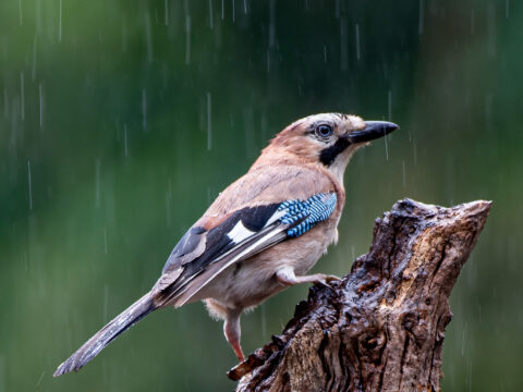 Vlaamse gaai op een tak in de regen, tegen een groene achtergrond.