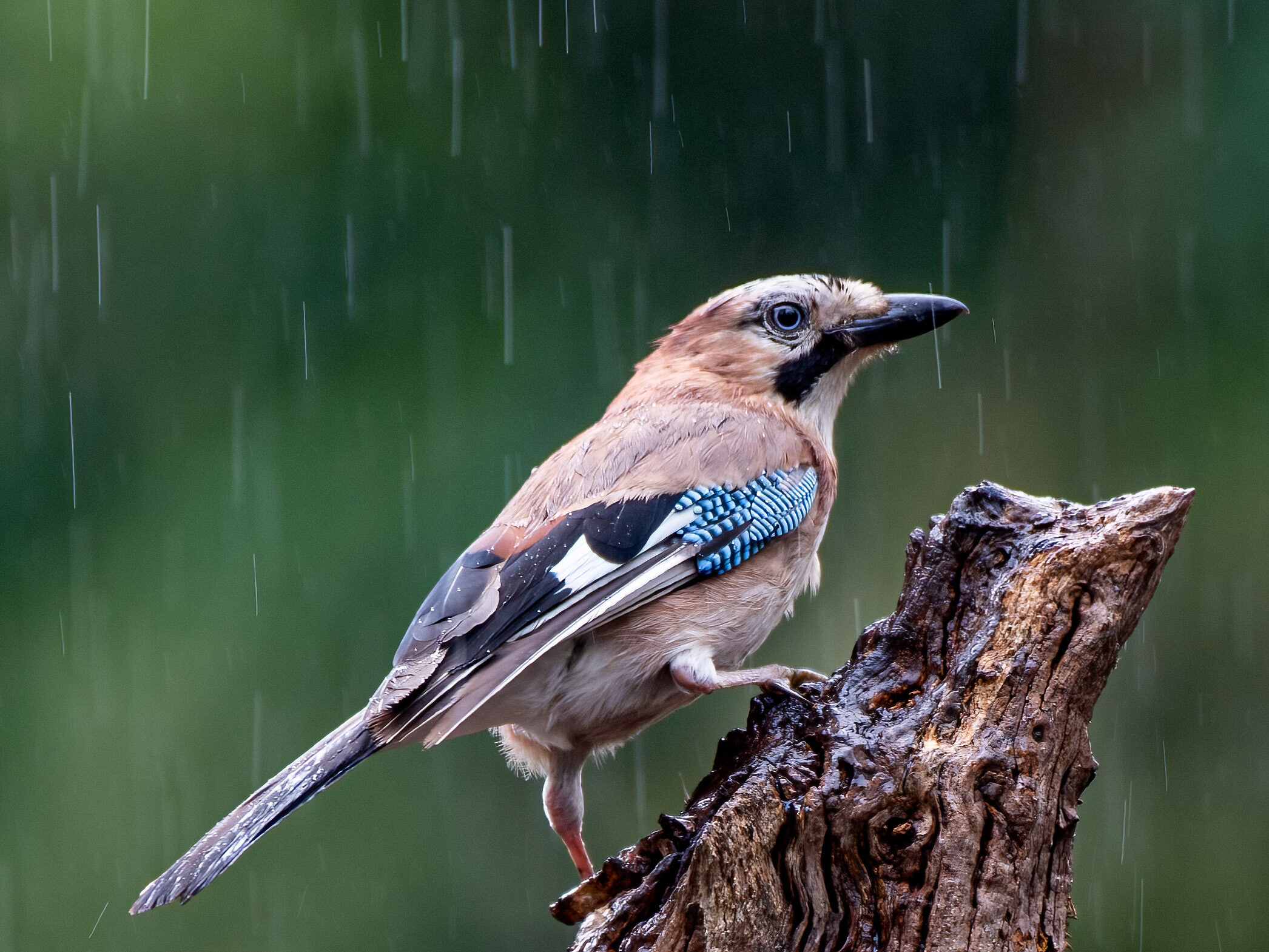 Vlaamse gaai op een tak in de regen, tegen een groene achtergrond.