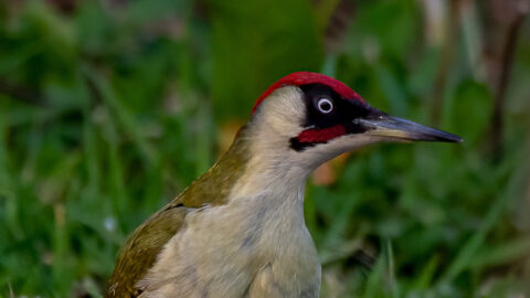 Een groene specht met rode kop in gras.
