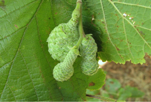 Groene hopbeukvruchten hangend aan een groene, getextureerde bladstengel.