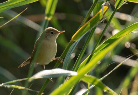 Kleine vogel zit tussen groene rietstengels in zonlicht.