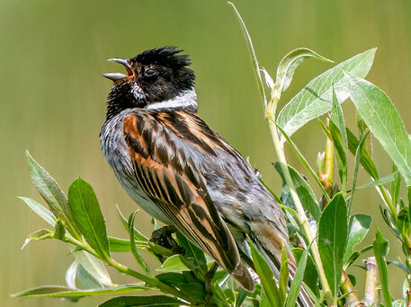 Rietgors zingt op een tak omringd door groene bladeren.
