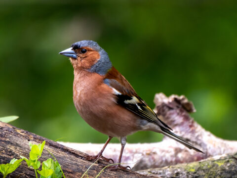 Een vink staat op een tak met groene achtergrond.