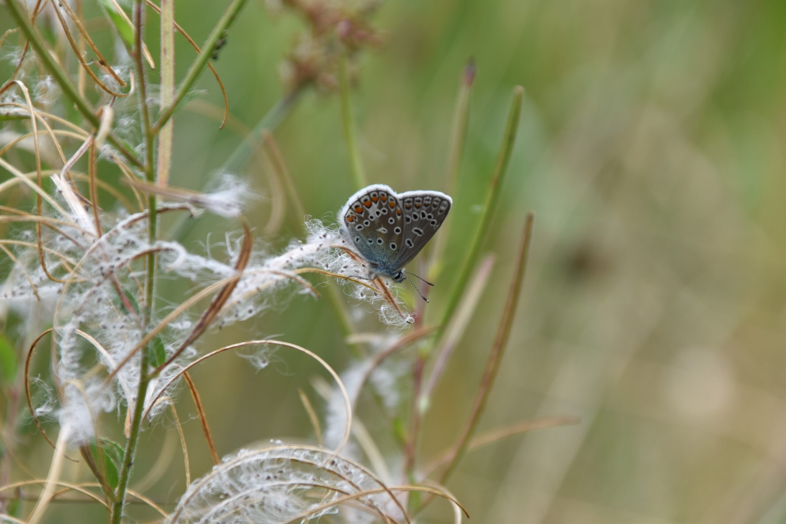 Vlinder rust op een plant met donzige pluisjes; achtergrond is vaag groen.