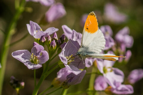 Oranje-tip vlinder op paarse bloeiende bloem in close-up.