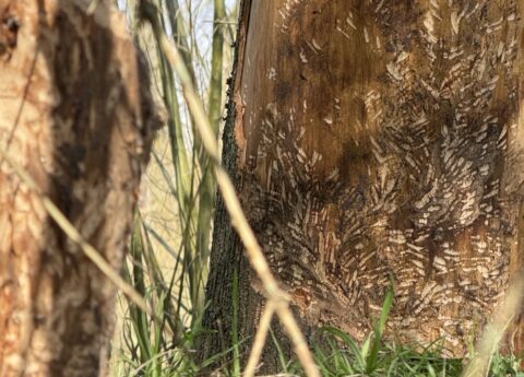 Boomstam met sporen en gravures, omringd door gras en takken in een bosachtige omgeving.