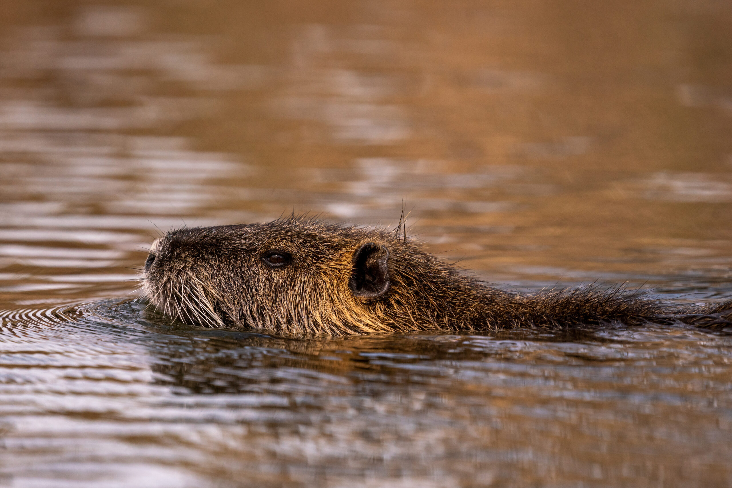 Een bever zwemt in rustig water met een wazige, bruine achtergrond.