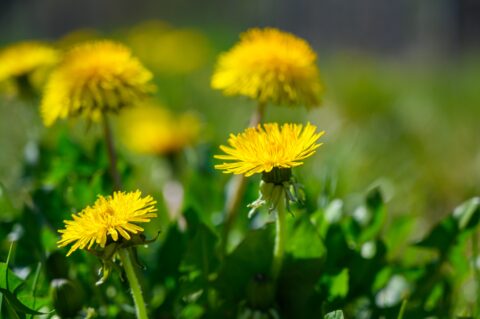 Gele paardenbloemen en groene bladeren in een zonnig grasveld.