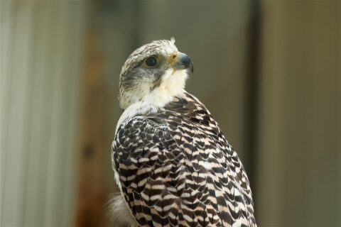 Valk in close-up met gestreepte veren kijkt omhoog met wazige achtergrond.