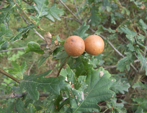 Twee ronde, bruine galappels op groen eikenblad.