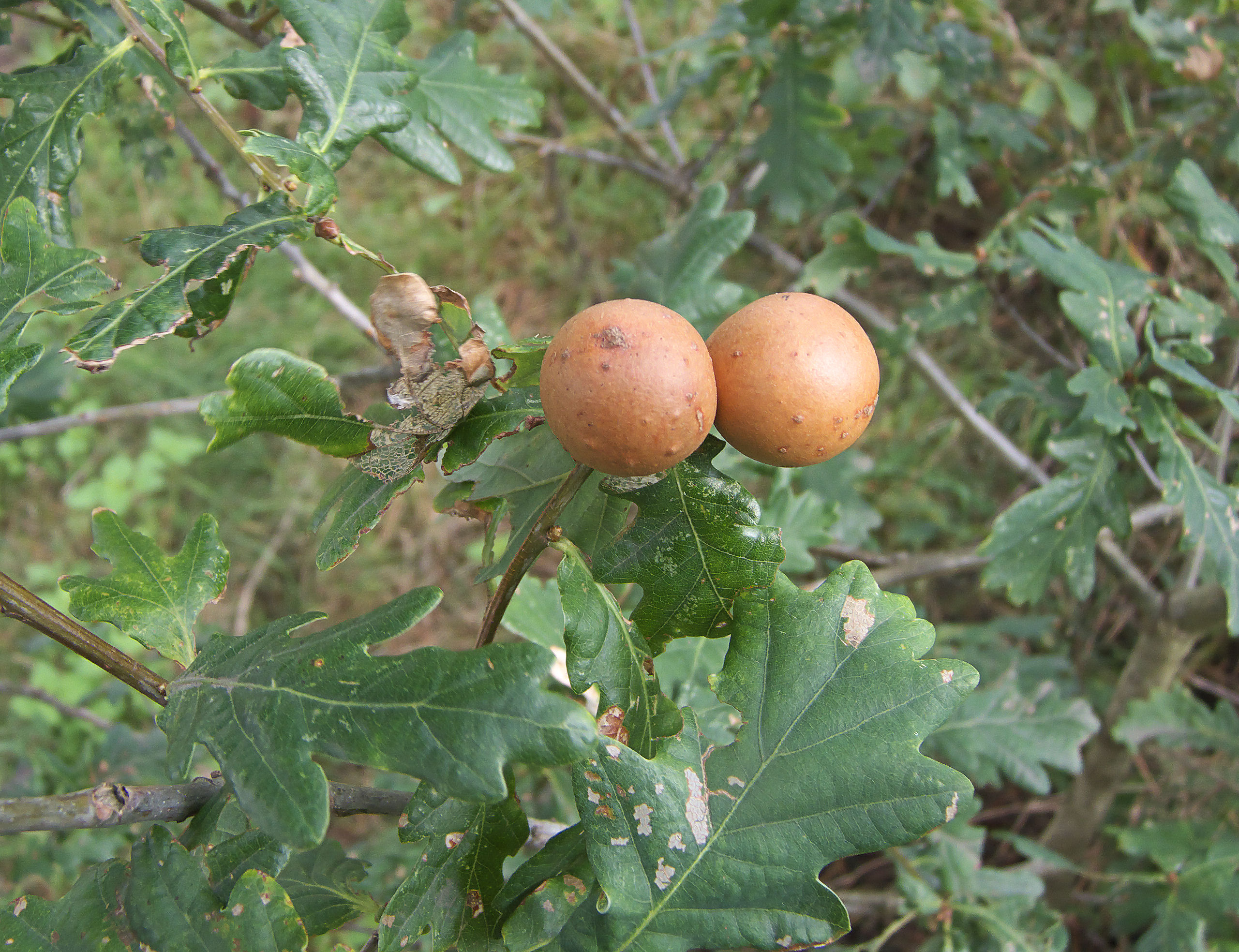 Twee ronde, bruine galappels op groen eikenblad.
