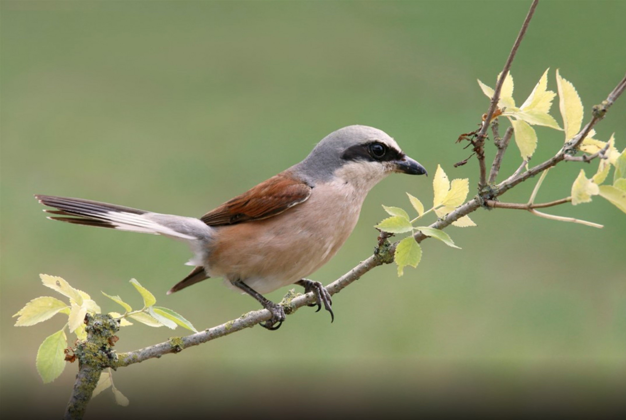 Grauwe klauwier doet het goed in rustige delen van natuurgebied De Maashorst