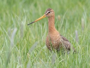 grutto_2_ _theo_van_orsouw