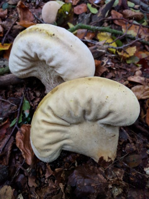 Op zoek naar paddenstoelen
