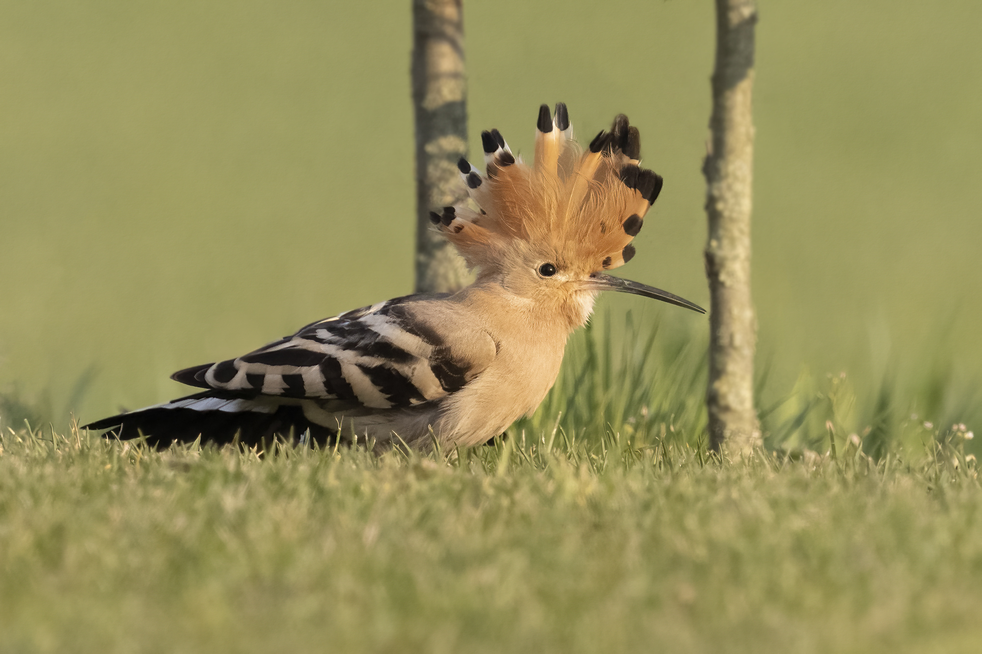 Een ‘Hop’ in Herpen