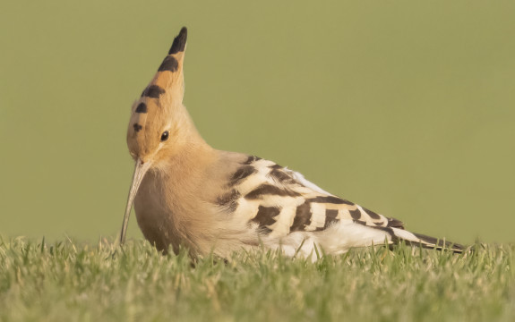 Hop - Foto Theo van Orsouw (IVN Oss)