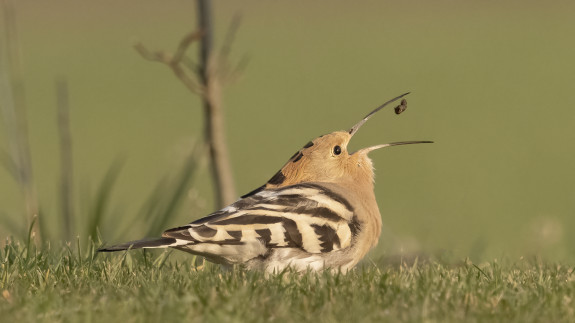 Hop - Foto Theo van Orsouw (IVN Oss)