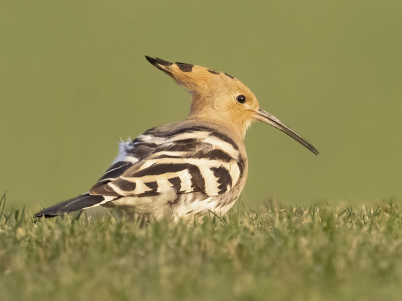 Hop - Foto Theo van Orsouw (IVN Oss)