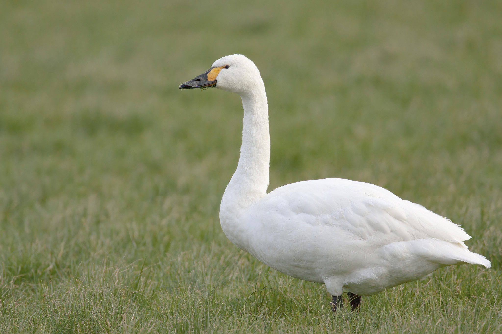 De kleine zwaan: 5% van de wereldpopulatie overwintert in de Lithse Polder