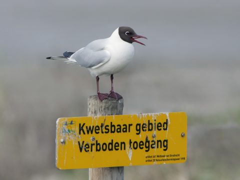 De kokmeeuw: een meeuw met een koptelefoontje