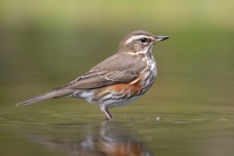 De koperwiek blijft ons verrassen