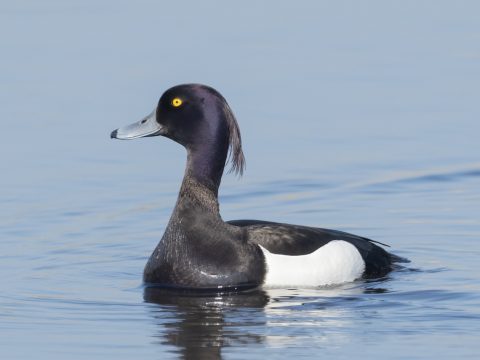 De kuifeend voelt zich thuis op de Hertogswetering