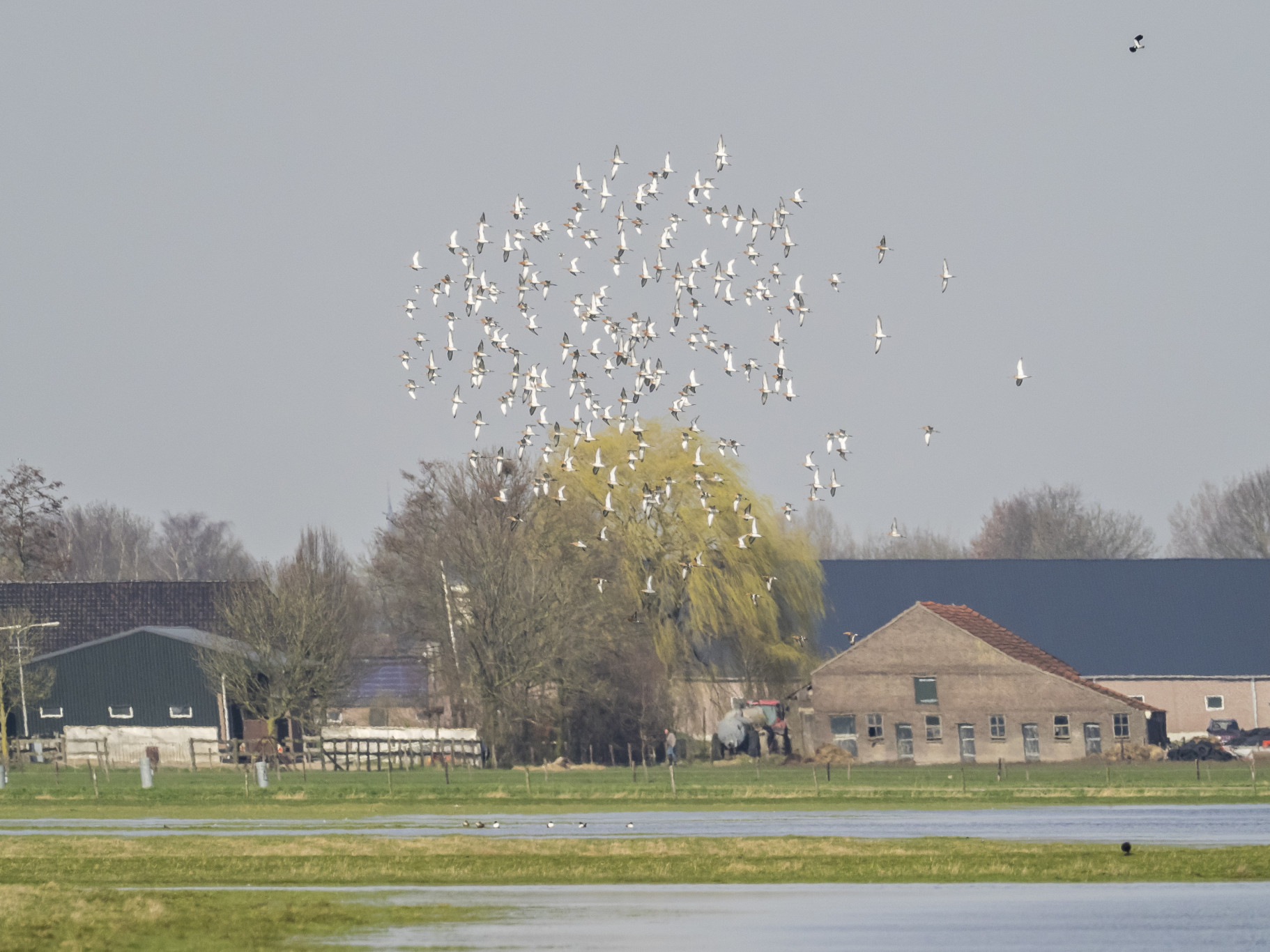 Ruim 25 jaar bezig met weidevogelbescherming in de polders rond Oss