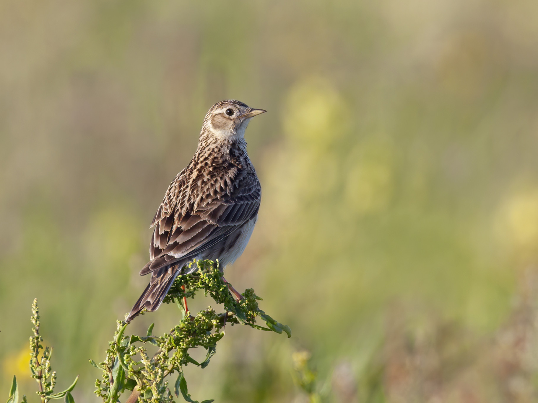 De veldleeuweriken, ze jubelen graag hoog in de lucht