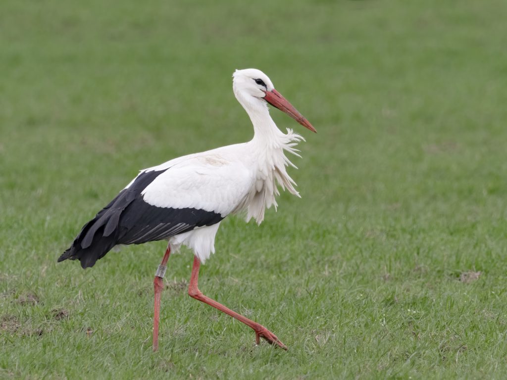 Ooievaars en baby’s - Oss