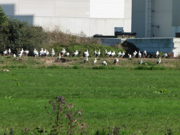 Ooievaars aan de Macharenseweg in Oss - Frank van Dorst