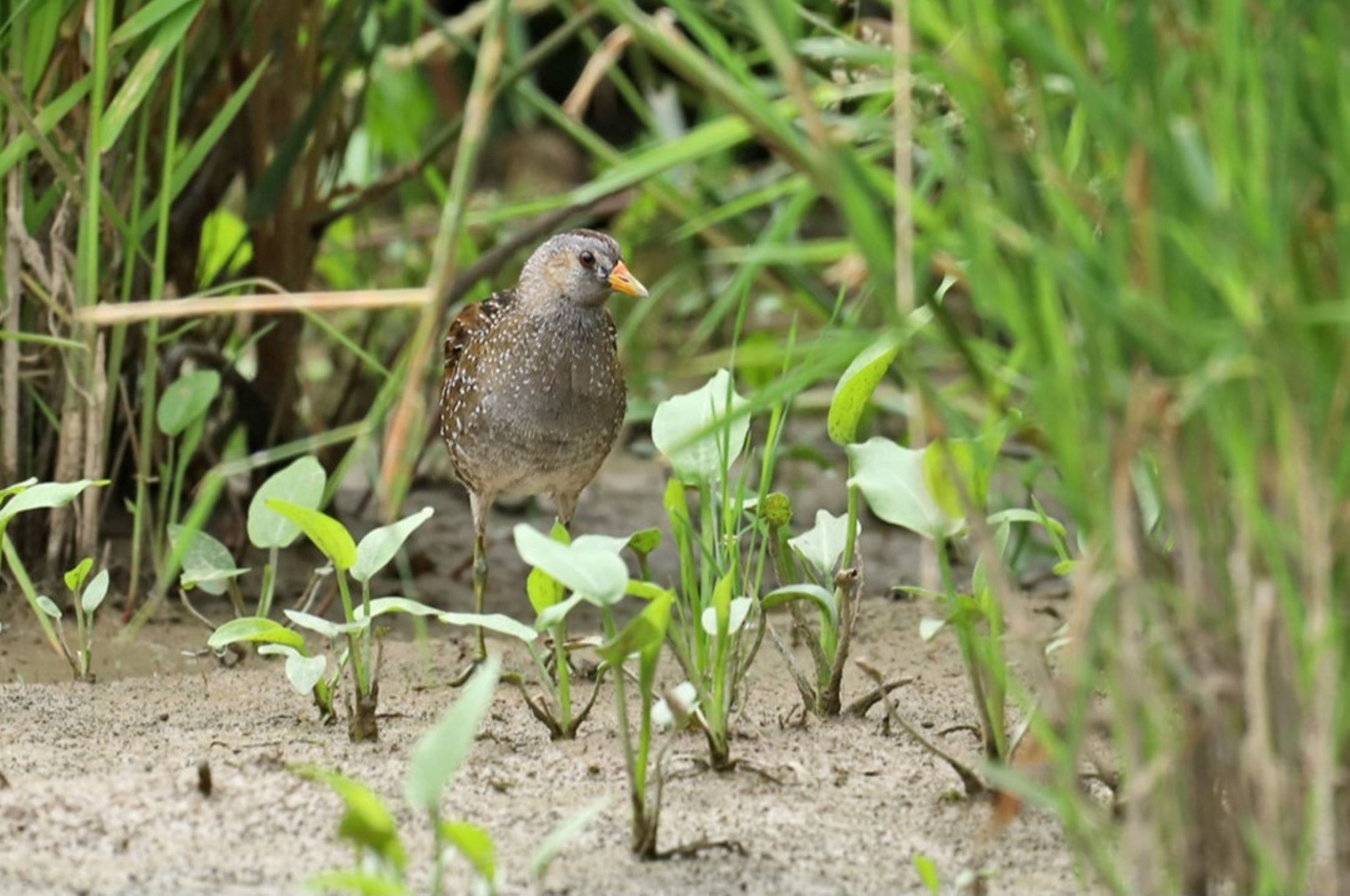 Zeldzame poseleinhoen waargenomen in een van de Osse polders