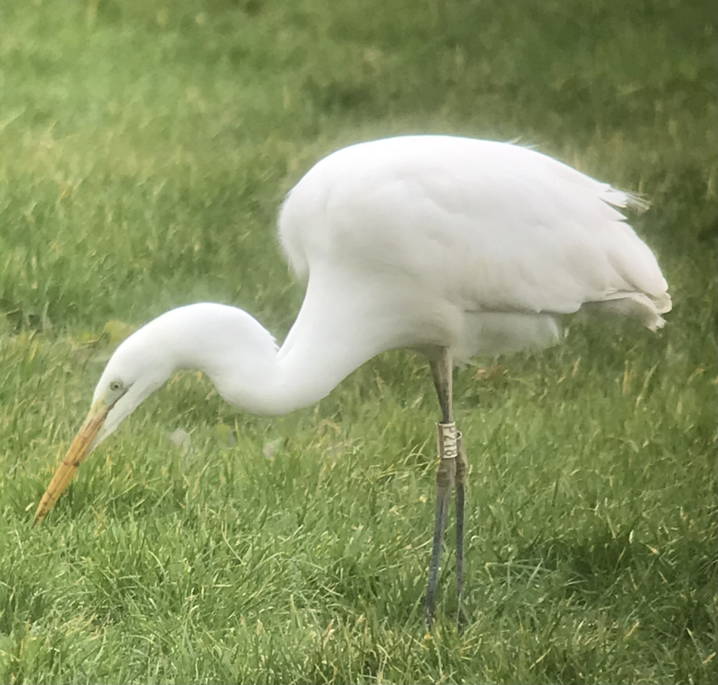 De polders rond Oss, een unieke overwinterplaats voor de Grote Zilverreiger