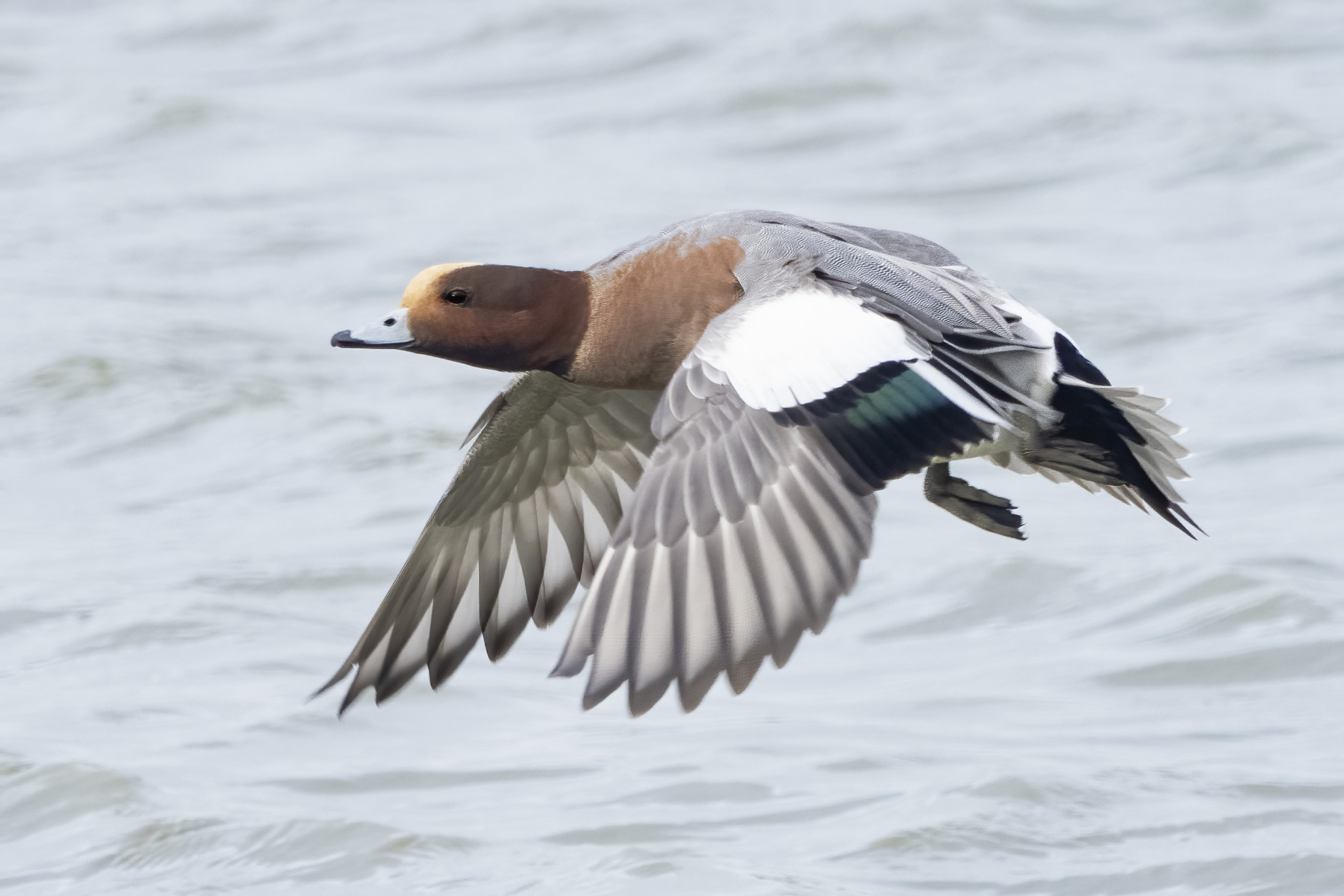 De smient gaat fluitend de winter door