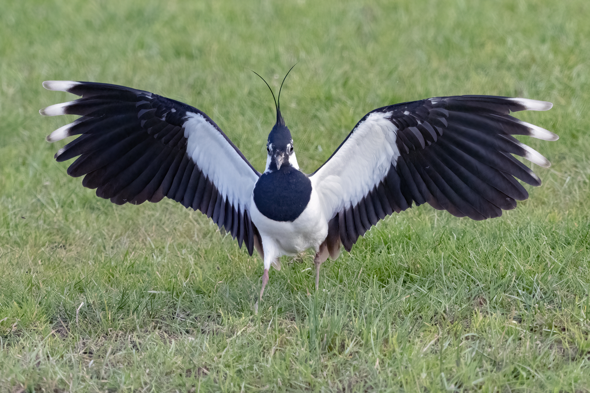 Hard werken voor de kievit en weidevogelbeschemers!