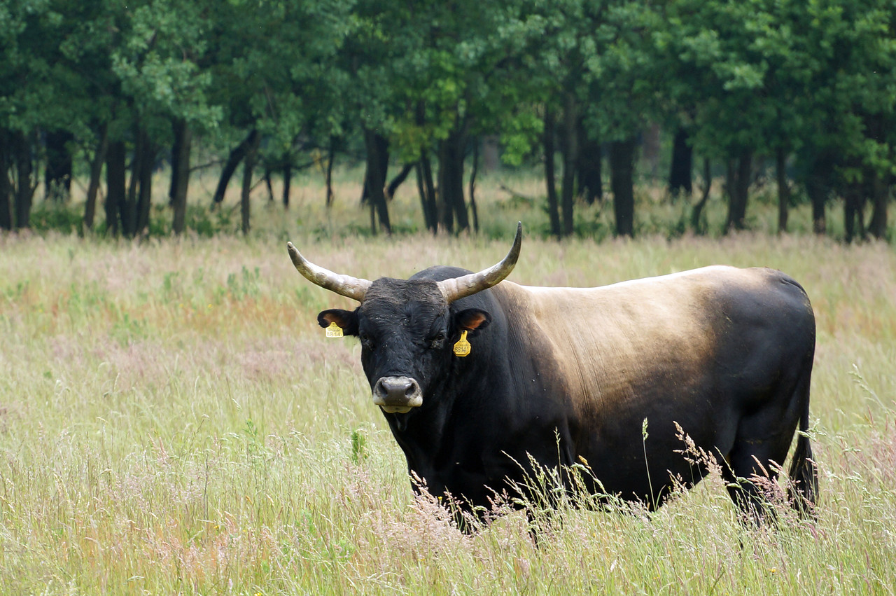 Rapport ‘Evaluatie Grote Grazers in Natuurgebied Maashorst’ is gereed en openbaar.