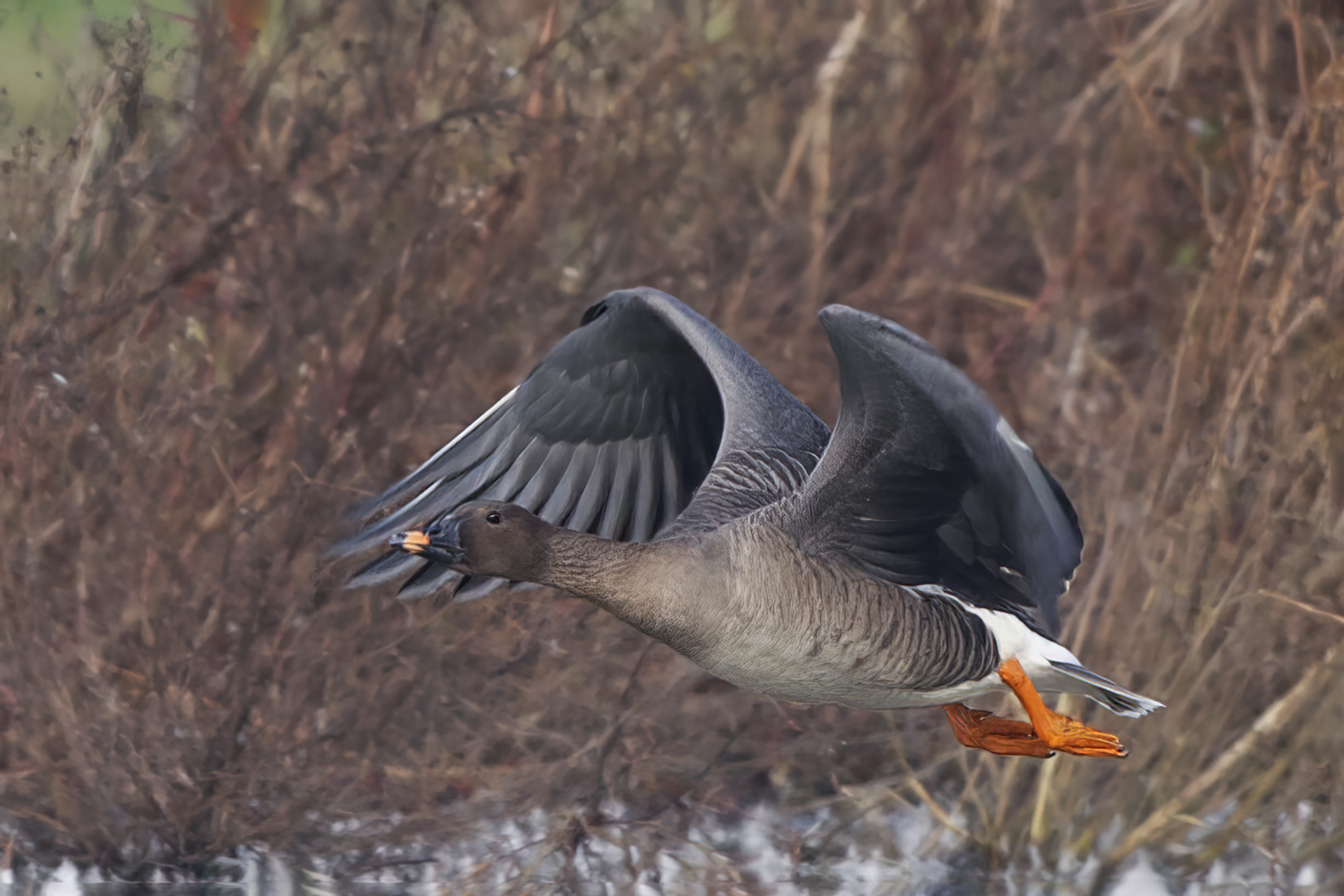 De toendrarietgans